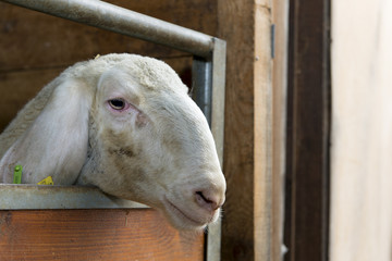 sad sheep looks out of his barn wants to get away out
