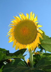 GIRASOLE