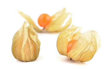 Physalis