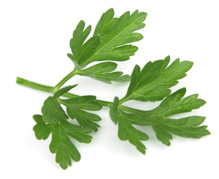 fresh leaf herb parsley