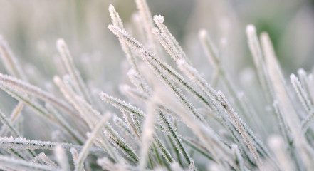 herbe recouverte de givre