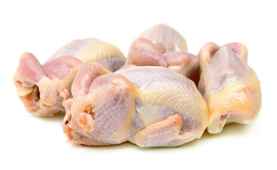 quail carcass on a white background