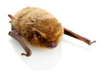 small bat, isolated on white..