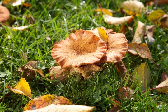 Orange muschrooms, green grass and the yellow leaf