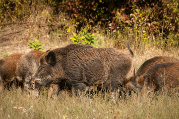 european wild boar