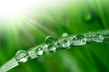 Fresh grass with dew drops close up