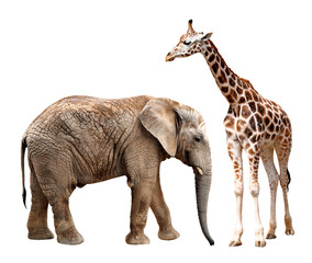 Obraz premium giraffes with elephant isolated on white