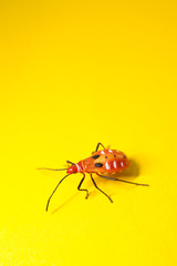 Juvenile of orange assassin bug on yellow background