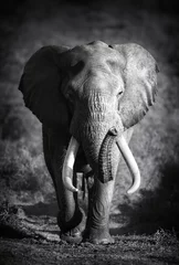 Fototapete Schwarz Elephant Bull (künstlerische Bearbeitung)