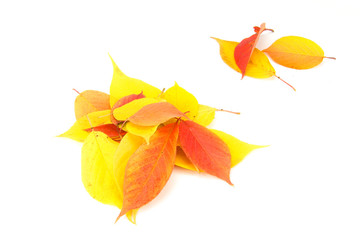 Herbstlaub