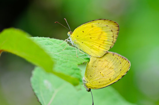 Common Grass Yellow, Eurema Hecabe. Mating In Lawn.