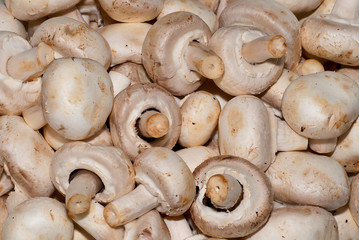 frische braune Bio-Champignons