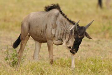 Gnu