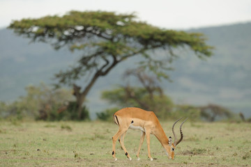 Antilope