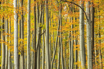 Obraz premium Colorful autumn forest