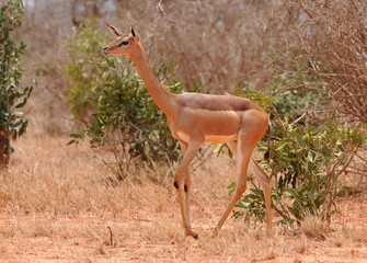 schlanke Giraffengazelle