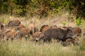 european wild boar