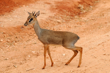 Kirk's Dikdik