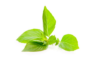 Fresh basil leaves