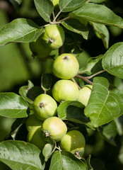 Green apples on a branch in garden