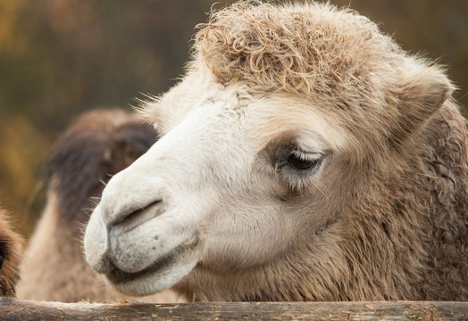 Close up photo of camel head in the zoo