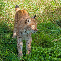 Eurasian Lynx Standing in the Grass