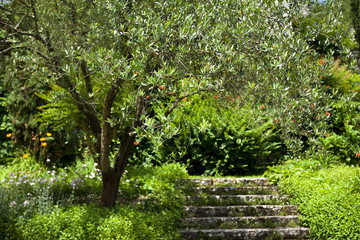 Jardin, italie, olivier, été, saison, campagne, vert, escalier
