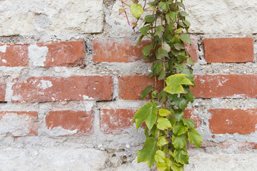 Red brick wall background with plant