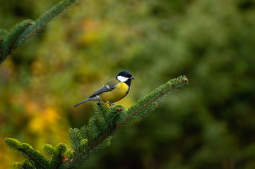 Tit - Parus major
