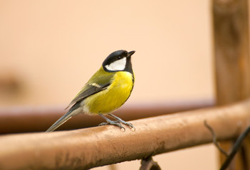 Tit - Parus major