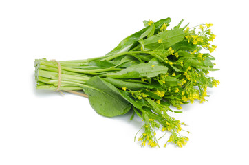 Chinese Cabbage isolated on white background