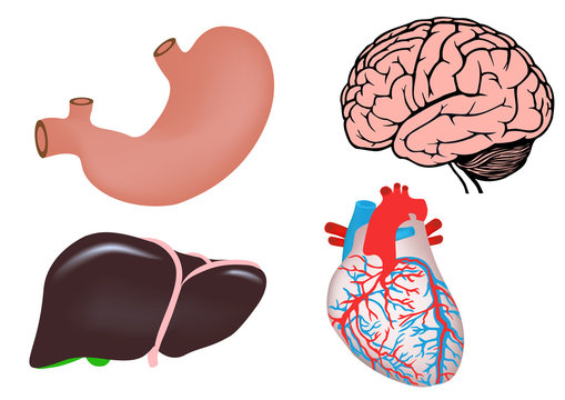 human heart, liver, stomach and brain