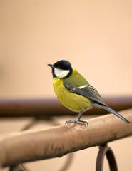 Tit - Parus major