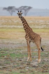 Giraffa