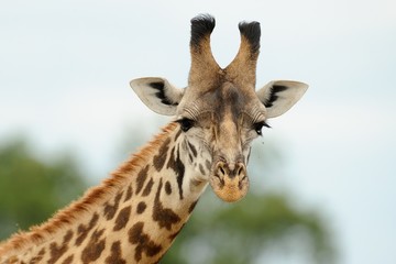 Giraffa,testa