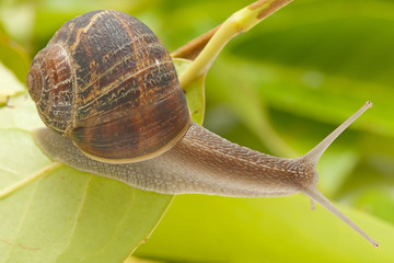 snail on the sheet