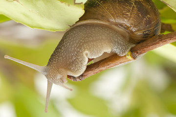 snail on the sheet