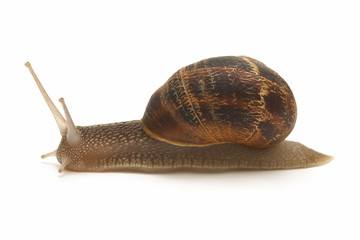 snail on white background