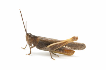 grasshopper