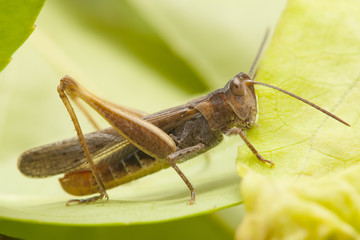 Grasshopper on green leaf