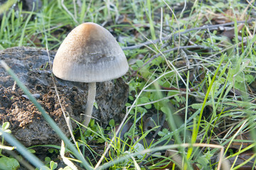 seasonal mushrooms