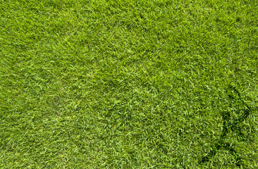 Fototapeta premium Sport badminton on green grass texture and background