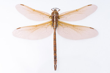 Brown Dragonfly
