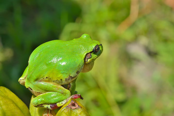 Hyla (tree toad) 13