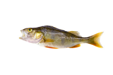 perch (Perca fluviatilis) fish isolated on white