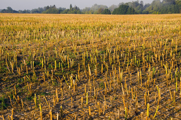autumn rapes field after harvesting
