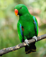 Fototapeta premium Parrot bird