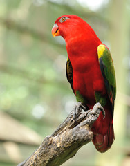 Parrot bird