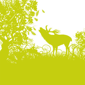 Grashalme Hirsch und Brunft