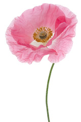 Fototapeta premium MAK